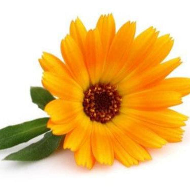Calendula