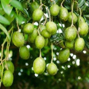 Kakadu_Plum