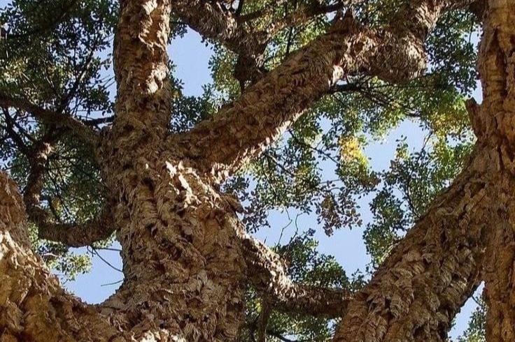 Quercus_Suber_Bark_Extract