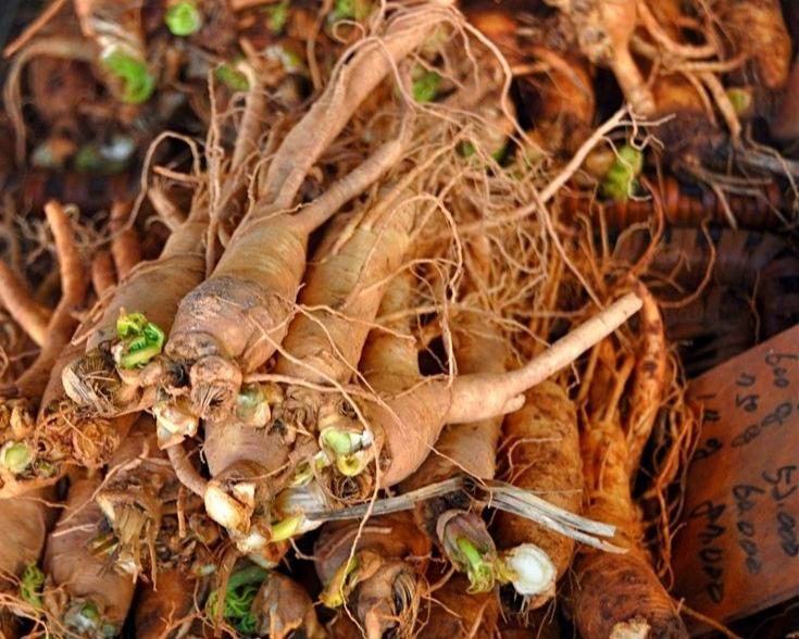 Siberian Ginseng