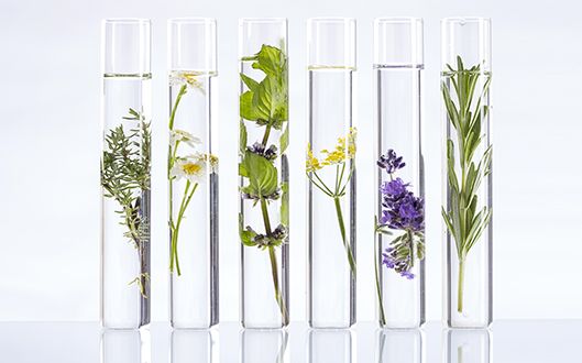 Actives vs Bioactives: Skincare That Works With Skin - Holistik Skincare 