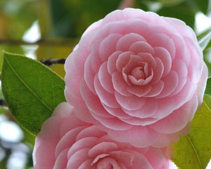 Camellia Flower Close Up Light Pink