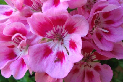 Geranium Flower Pink
