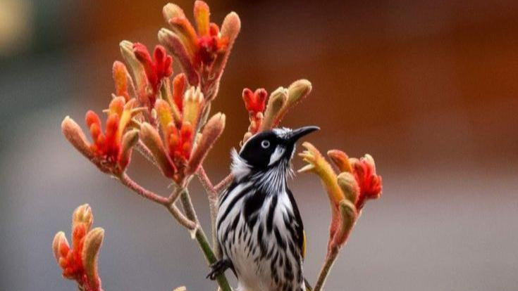 Youthful Glow Shroom Cream - Holistik Skincare 