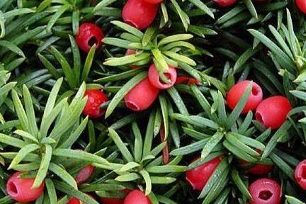 Rosehip Oil 94% Certified Organic - Holistik Skincare 