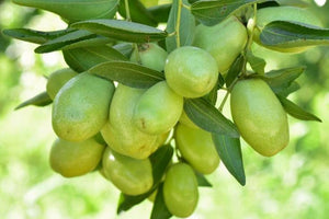 Jojoba Oil