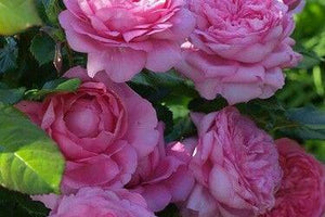 Rose Damascena Flower