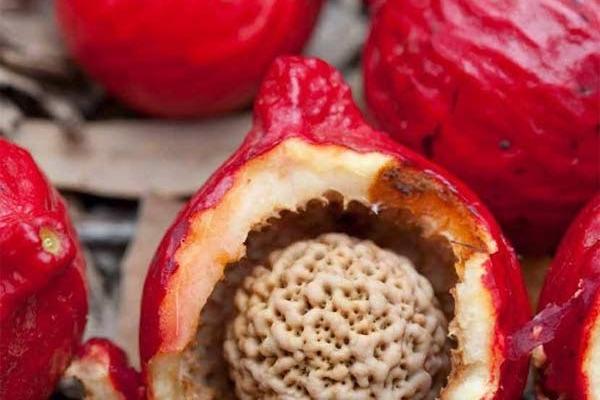 Quandong