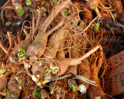 Siberian Ginseng