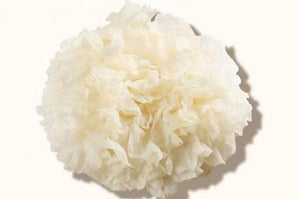 Tremella Mushroom